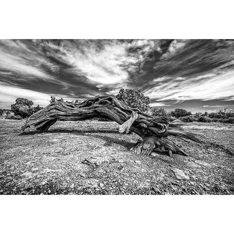 Bw Wood Black Modern Wood Framed Art Print with Double Matting by Kostka, Vladimir