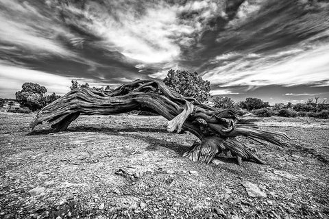 Bw Wood White Modern Wood Framed Art Print with Double Matting by Kostka, Vladimir