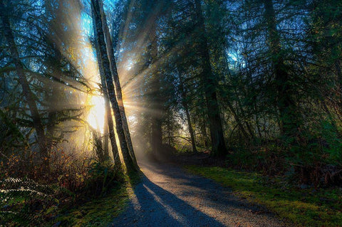 Sunlight Throught Trees White Modern Wood Framed Art Print with Double Matting by Kostka, Vladimir