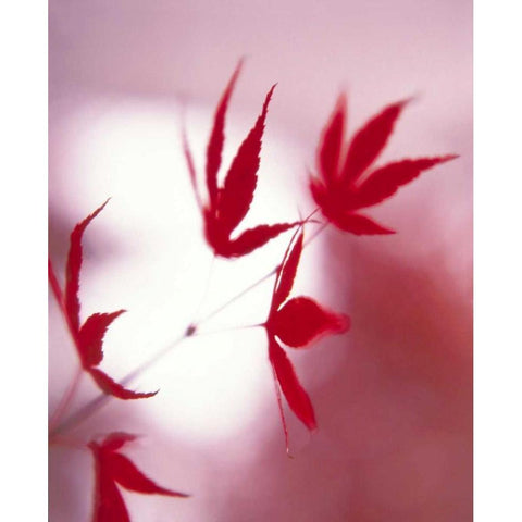Arrangement Of The Leaves I White Modern Wood Framed Art Print by Weissing, Gerd
