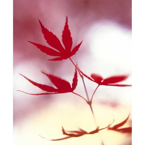 Arrangement Of The Leaves II Black Modern Wood Framed Art Print with Double Matting by Weissing, Gerd