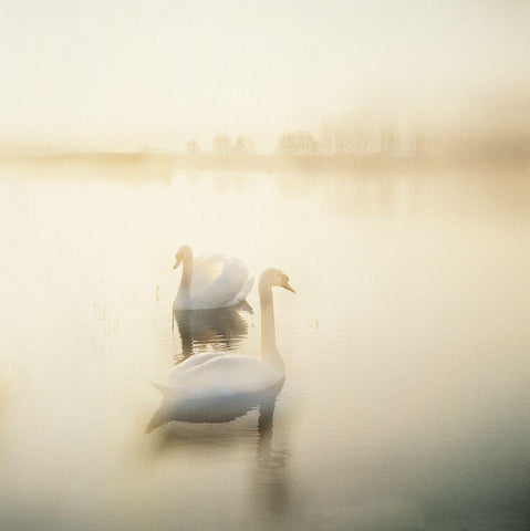 TWO SWANS White Modern Wood Framed Art Print with Double Matting by Weissing, Gerd