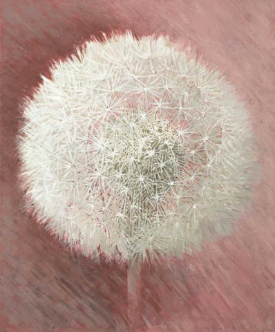 Dandelion Clock I White Modern Wood Framed Art Print with Double Matting by Verdonck, Elisabeth