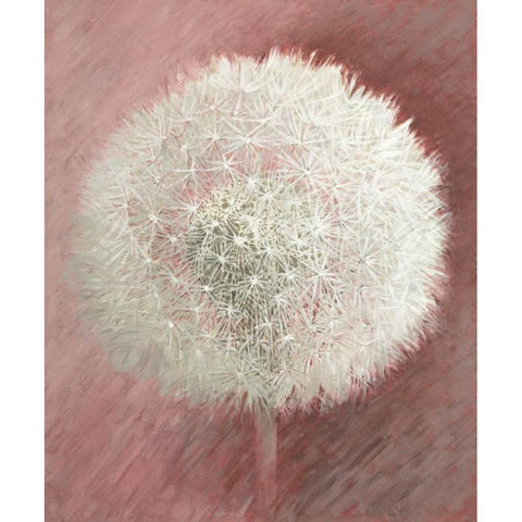 Dandelion Clock II Black Modern Wood Framed Art Print with Double Matting by Verdonck, Elisabeth