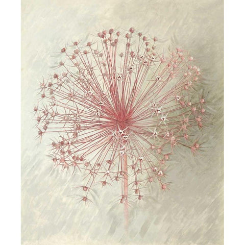 Allium Seedhead II Black Modern Wood Framed Art Print with Double Matting by Verdonck, Elisabeth