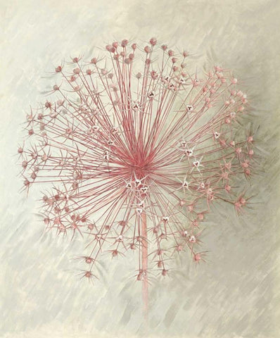 Allium Seedhead II White Modern Wood Framed Art Print with Double Matting by Verdonck, Elisabeth