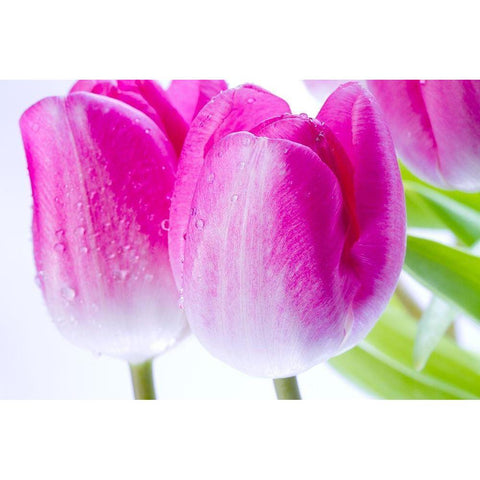 Pink II White Modern Wood Framed Art Print by Warminski