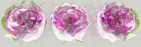 Pink Allure II Black Ornate Wood Framed Art Print with Double Matting by Scaffardi, Sally