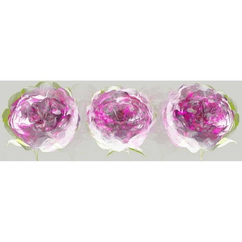 Pink Allure II White Modern Wood Framed Art Print by Scaffardi, Sally