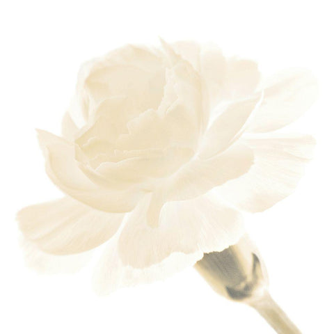 CARNATION I Black Modern Wood Framed Art Print with Double Matting by Fossey, George