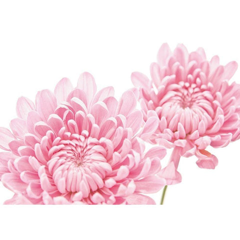CHRYSANTHEMUM IN BLOOM White Modern Wood Framed Art Print by Fossey, George
