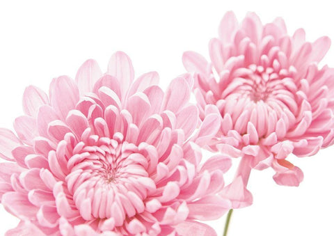 CHRYSANTHEMUM IN BLOOM White Modern Wood Framed Art Print with Double Matting by Fossey, George