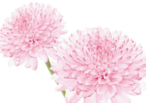 DAHLIA IN BLOOM White Modern Wood Framed Art Print with Double Matting by Fossey, George