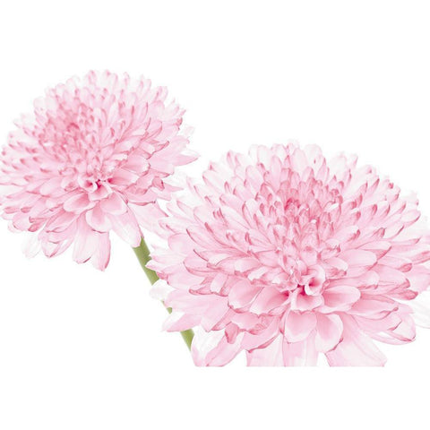 DAHLIA IN BLOOM Black Modern Wood Framed Art Print by Fossey, George