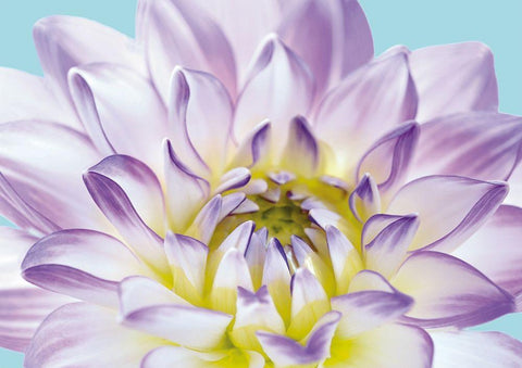 DAHLIA IN TEAL I Black Ornate Wood Framed Art Print with Double Matting by Fossey, George