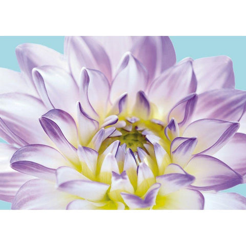 DAHLIA IN TEAL I Black Modern Wood Framed Art Print by Fossey, George