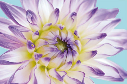 DAHLIA IN TEAL II Black Ornate Wood Framed Art Print with Double Matting by Fossey, George