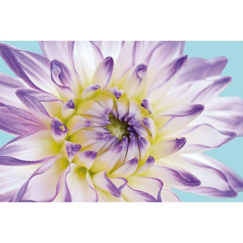 DAHLIA IN TEAL II Black Modern Wood Framed Art Print by Fossey, George