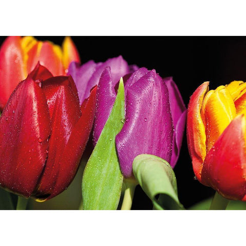 TULIPS ON BLACK Black Modern Wood Framed Art Print by Witt, Sibylle