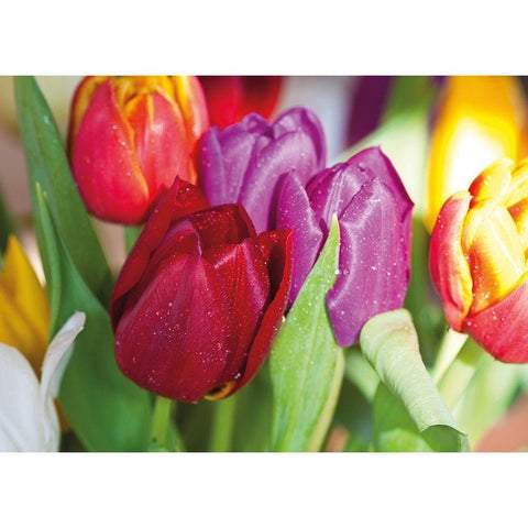 NATURAL TULIPS Black Modern Wood Framed Art Print with Double Matting by Witt, Sibylle