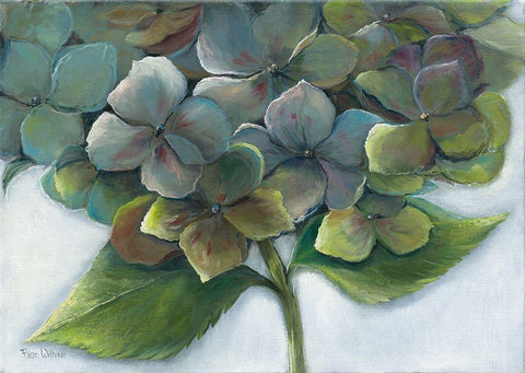 HYDRANGEA II Black Ornate Wood Framed Art Print with Double Matting by Withaar, Rian