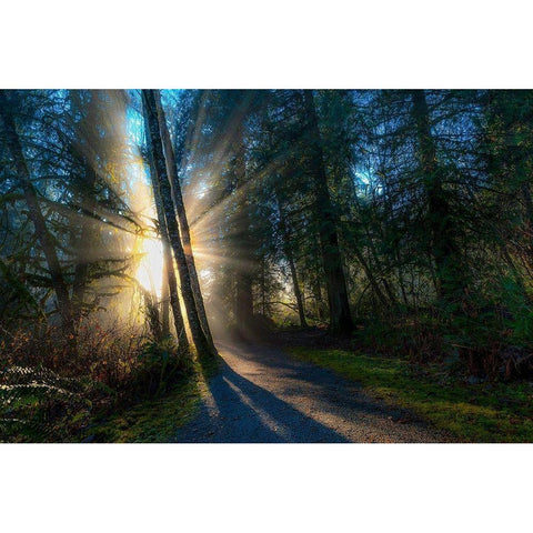 FOREST SUN RAYS White Modern Wood Framed Art Print by Kostka, Vladimir
