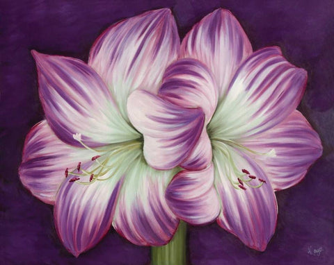 Purple Amaryllis Black Ornate Wood Framed Art Print with Double Matting by Lake, Kaye