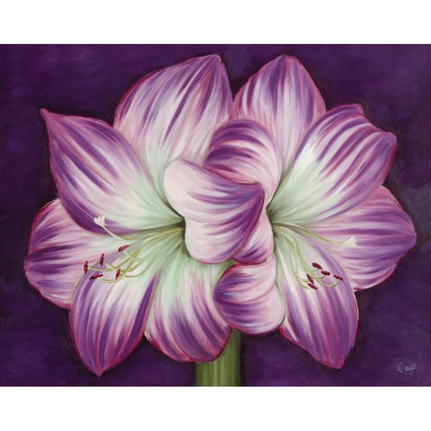 Purple Amaryllis Black Modern Wood Framed Art Print by Lake, Kaye