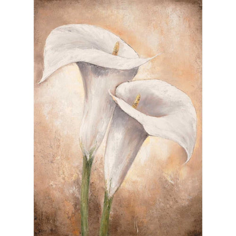 Calla Lilly II Black Modern Wood Framed Art Print with Double Matting by Lotus, Lenna