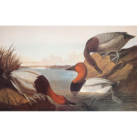 Canvas-Backed Duck White Modern Wood Framed Art Print by Audubon, John James