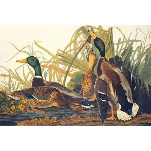 Mallard Duck White Modern Wood Framed Art Print by Audubon, John James