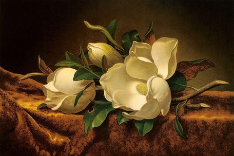 Magnolia On Gold Velvet Cloth White Modern Wood Framed Art Print with Double Matting by Heade, Martin Johnson