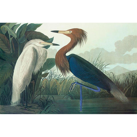 Purple Heron White Modern Wood Framed Art Print by Audubon, John James