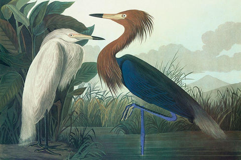 Purple Heron White Modern Wood Framed Art Print with Double Matting by Audubon, John James