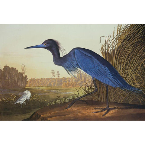 Blue Crane Or Heron Gold Ornate Wood Framed Art Print with Double Matting by Audubon, John James