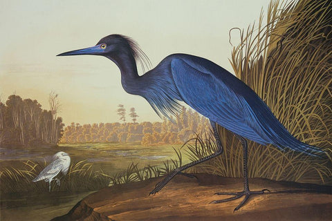 Blue Crane Or Heron White Modern Wood Framed Art Print with Double Matting by Audubon, John James