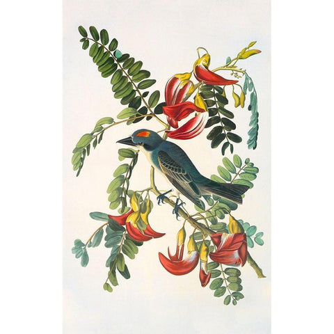 Gray Tyrant Black Modern Wood Framed Art Print with Double Matting by Audubon, John James