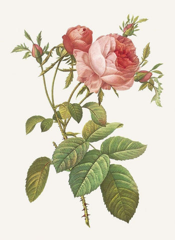 Rosa Centrifolia Foliacea Black Ornate Wood Framed Art Print with Double Matting by Redoute, Pierre Joseph