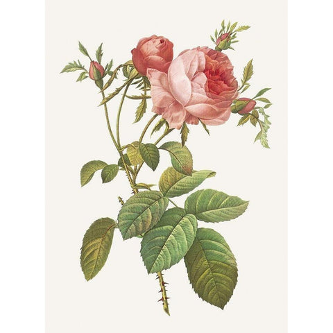 Rosa Centrifolia Foliacea Gold Ornate Wood Framed Art Print with Double Matting by Redoute, Pierre Joseph