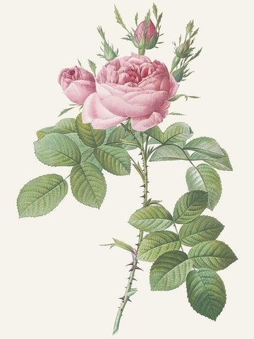 Rosa Bifera Officinalis Black Ornate Wood Framed Art Print with Double Matting by Redoute, Pierre Joseph