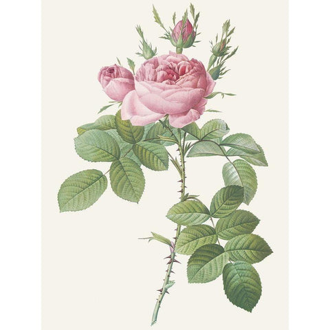 Rosa Bifera Officinalis Black Modern Wood Framed Art Print by Redoute, Pierre Joseph