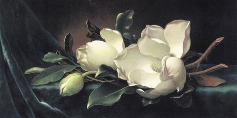 Magnolia Blossom On Blue Velvet White Modern Wood Framed Art Print with Double Matting by Heade, Martin Johnson