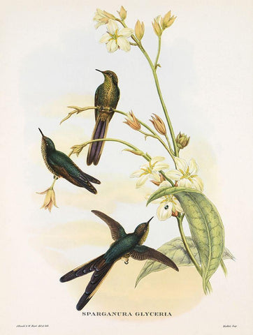 Sparganura Glyceria Black Ornate Wood Framed Art Print with Double Matting by Ashley, Aaron