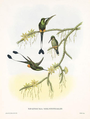 Spathura Solstitialis White Modern Wood Framed Art Print with Double Matting by Ashley, Aaron