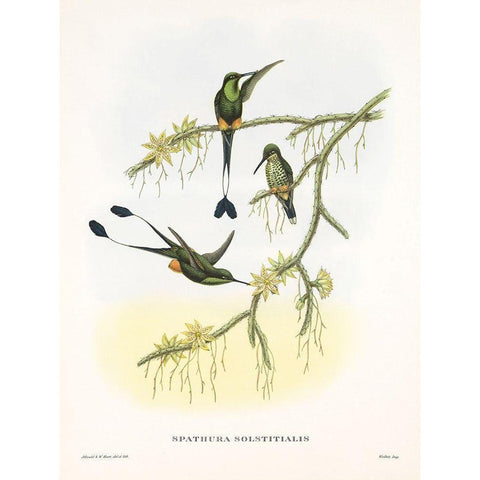 Spathura Solstitialis Black Modern Wood Framed Art Print by Ashley, Aaron