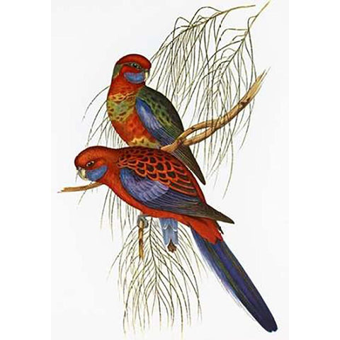 Platycercus Pennantii Gold Ornate Wood Framed Art Print with Double Matting by Ashley, Aaron