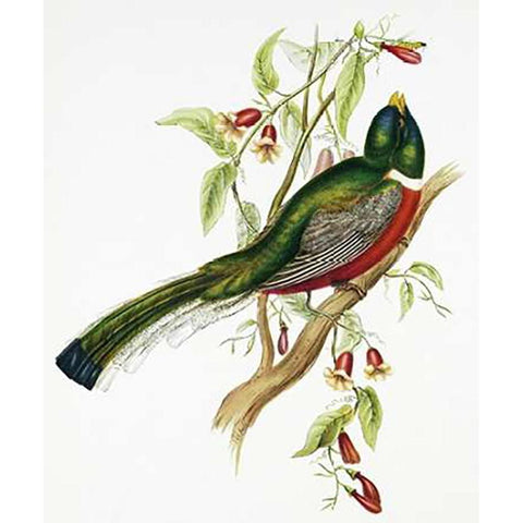 Trogon Ambiguus White Modern Wood Framed Art Print by Ashley, Aaron