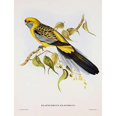 Platycercus Derbianus Gold Ornate Wood Framed Art Print with Double Matting by Ashley, Aaron