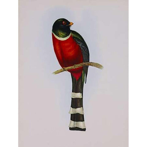 Trogon Mexicanus Gold Ornate Wood Framed Art Print with Double Matting by Ashley, Aaron