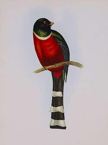 Trogon Mexicanus Black Ornate Wood Framed Art Print with Double Matting by Ashley, Aaron